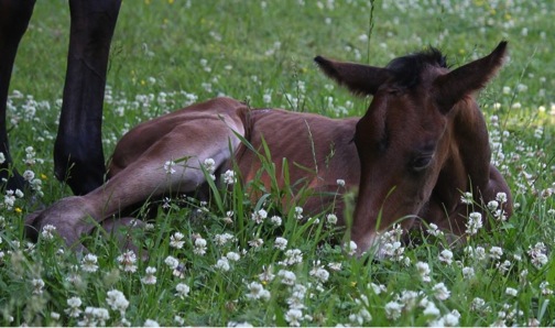 Our Foals